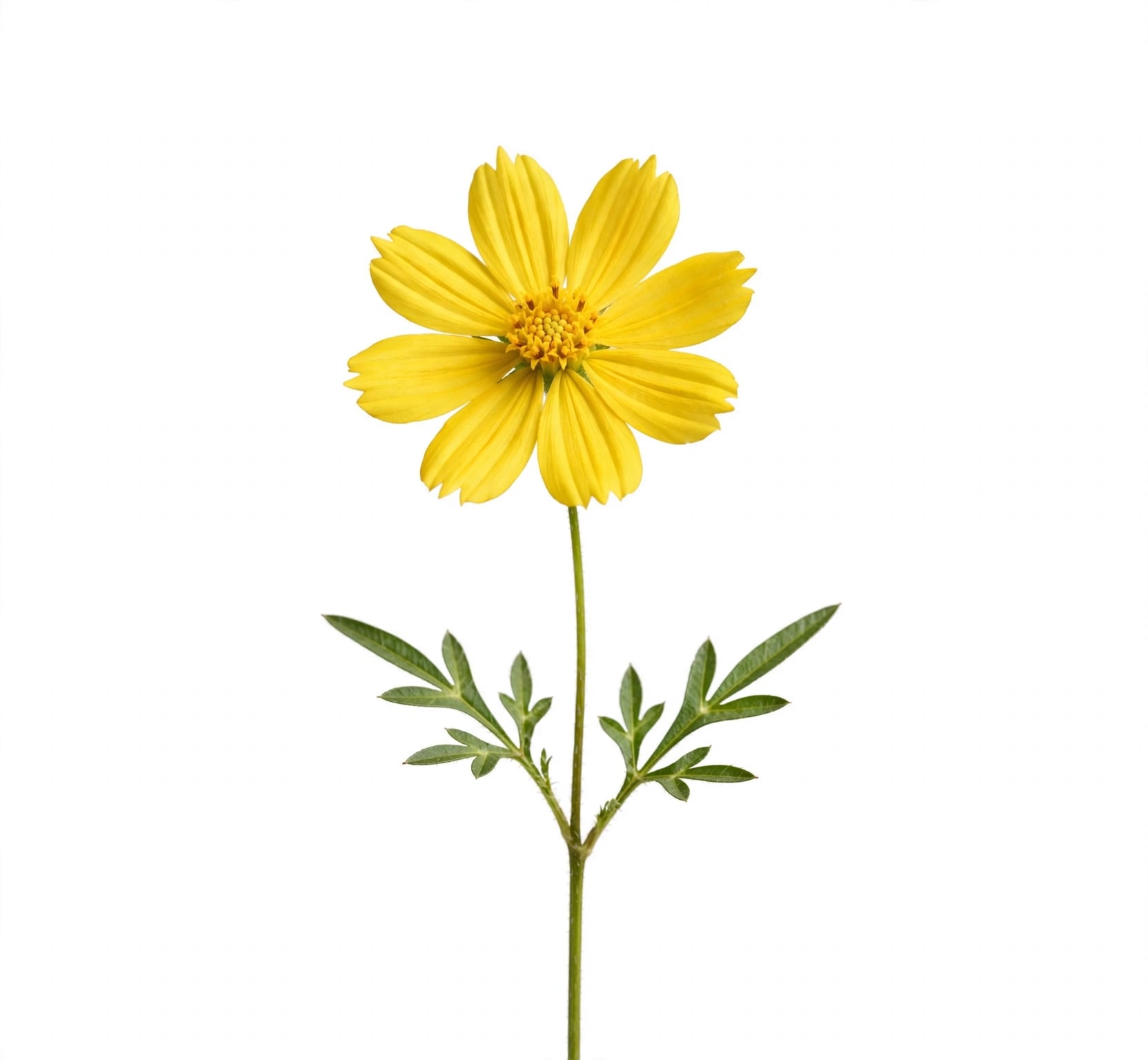Flor amarilla de Per Aspera ad Astra