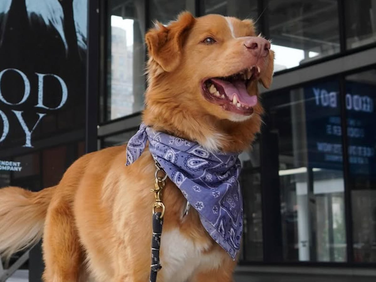 Perro gana premio a Mejor Actuación de Terror en los Premios Astra