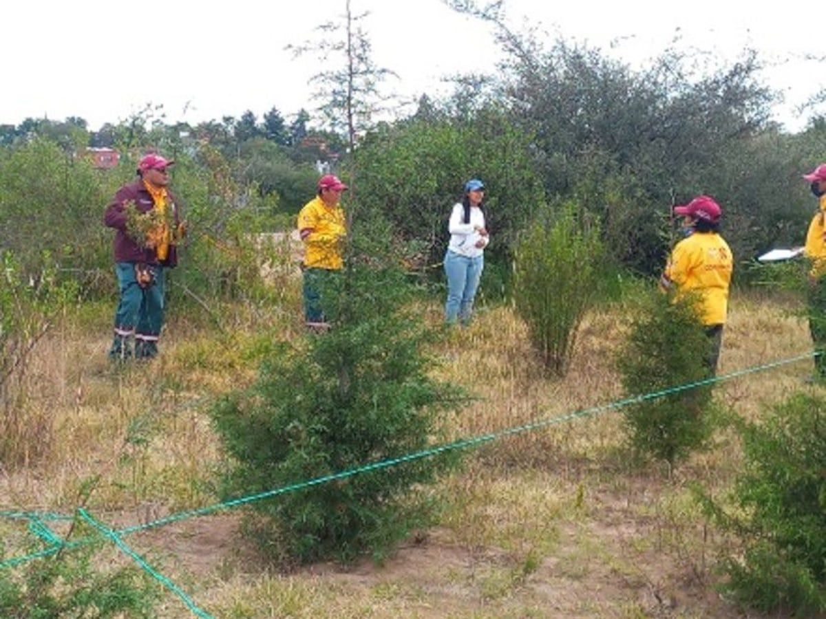 ¡Barrancas de la CDMX Revelan Secretos Ecológicos Clave!
