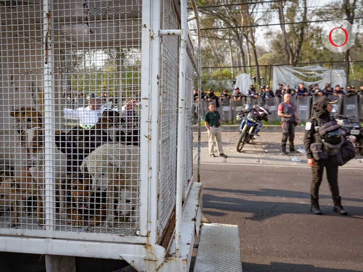 Desalojo violento de Refugio Franciscano en México deja a miles de animales abandonados
