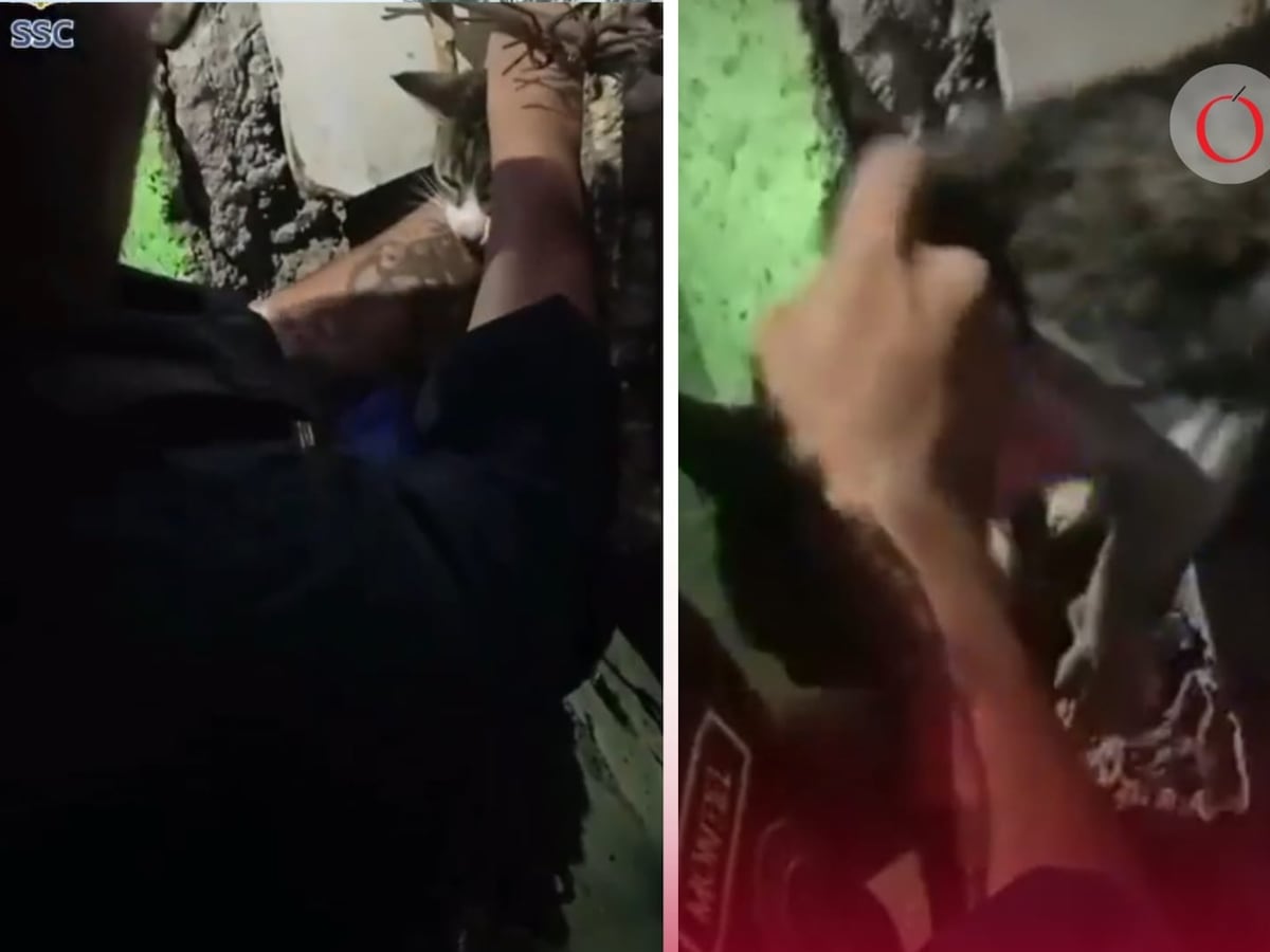 Policías rescatan a gatito atrapado en obra en construcción en CDMX