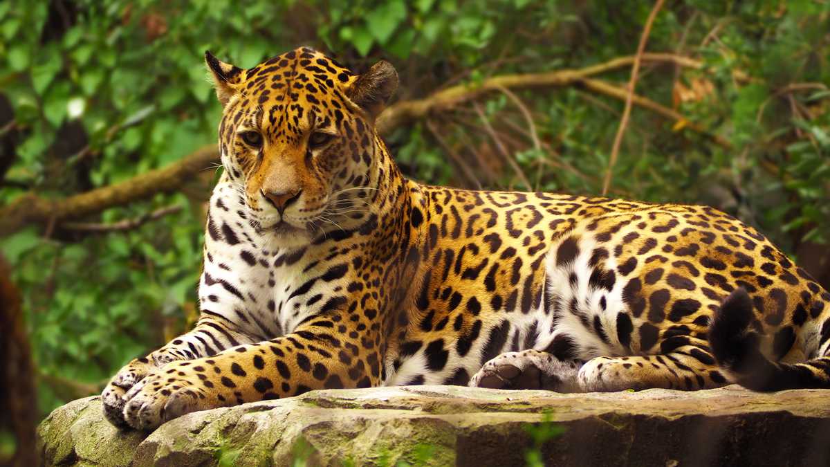 jaguares y los no son de