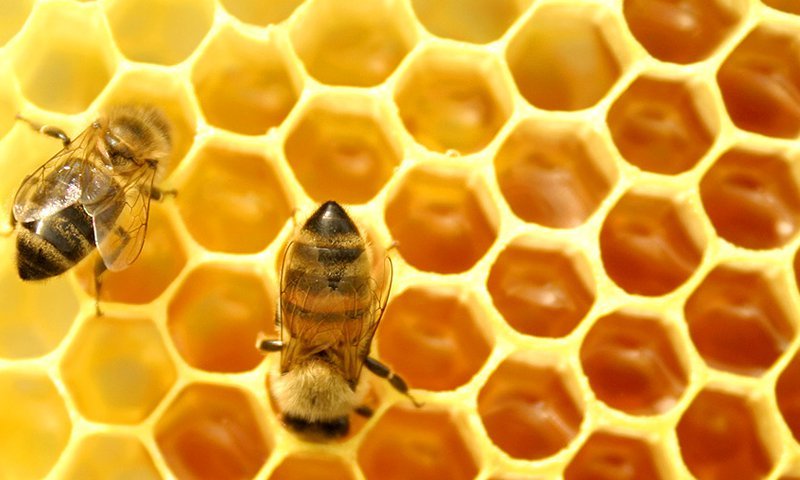 Fontanero más sistema La vida útil de las abejas de miel es la mitad que hace 50 años